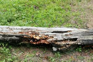 oud hout log structuur in de Woud foto