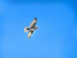 ai gegenereerd meeuwen vliegend in de blauw lucht foto