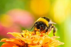 hommel Aan een bloem macro. hommel verzamelt bloem nectar foto