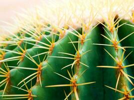 cactussoorten echinocactus grusonii, gouden vatcactus foto