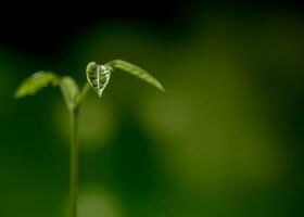 knop bladeren van jonge plant zaaien in bos foto