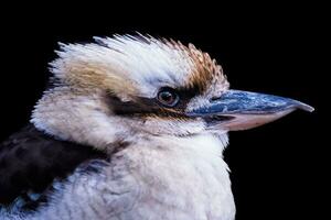 kant visie van een lachend kookaburra, dacelo novaeguineae. portret van een lachend kookaburra geïsoleerd Aan zwart achtergrond. foto