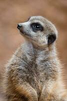 portret van een meerkat aan het kijken de omgeving. staand suricate of meerkat foto