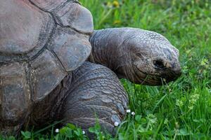 aldabra reusachtig schildpad, aldabrachelys gigantea foto