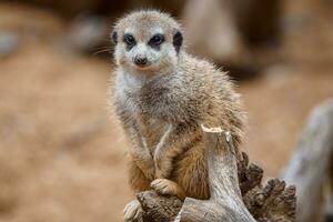 portret van een meerkat aan het kijken de omgeving. foto