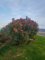 een eenzaam oleander boom omringd door groen gras foto