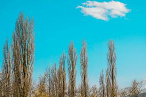 pijnboom takken tegen de backdrop van helder blauw lucht foto