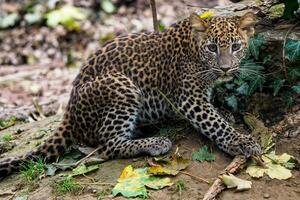 sri lankaans luipaard welp, panthera pardus kotiya foto