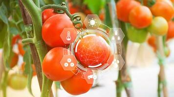 tomaten vers in kas met infografieken, slim landbouw en precisie landbouw met zichtbaar icoon, digitaal technologie landbouw en slim landbouw concept. foto