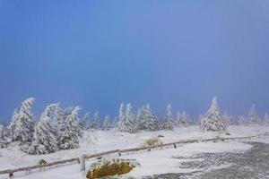 boslandschap 's nachts ijzige sparren brocken berg duitsland. foto