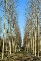 rijen van kaal bomen foto