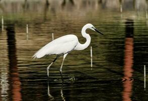 een wit vogel is staand in de water foto