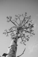 verticaal zwart en wit schot van agave salmiana bloemen stam in silhouet. foto