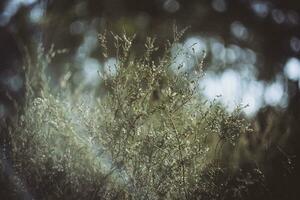 dromerig natuur detailopname schot van heide met wazig achtergrond bokeh foto