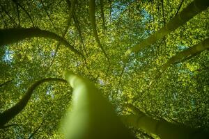 laag hoek visie in een bamboe Woud foto