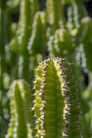 visie Aan de naalden en stekels van fabriek euphorbia echinus foto