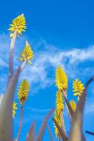 verticaal laag hoek veld- schot van geel aloë vera bloemen in voorjaar foto