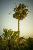 verticaal schot van een palm boom golvend in de wind gedurende zonsondergang foto