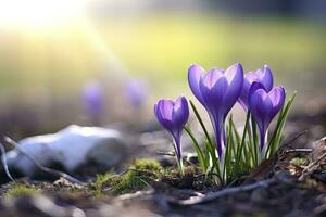 ai gegenereerd voorjaar Purper krokus bloem. ai gegenereerd foto