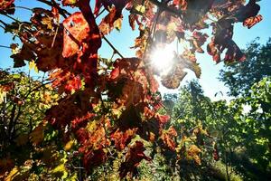 de zon schijnt door de bladeren van een wijngaard foto