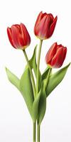 ai gegenereerd rood tulpen geïsoleerd Aan wit achtergrond. ai gegenereerd foto