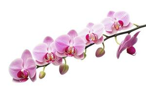 ai gegenereerd roze orchidee geïsoleerd Aan wit achtergrond. ai gegenereerd foto