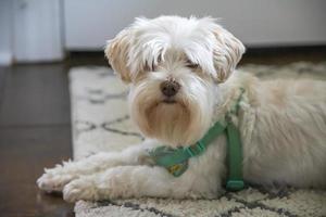 witte pluizige hond met een groene halsband foto