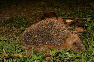 een egel houdende in de gras Bij nacht foto