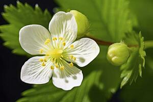 ai gegenereerd aardbei bloem. ai gegenereerd foto