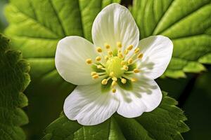 ai gegenereerd aardbei bloem. ai gegenereerd foto