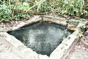 een klein zwembad in de midden- van de oerwoud foto