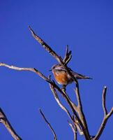 western blauwe vogel mannetje foto