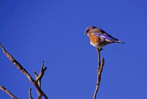 western blauwe vogel mannetje foto