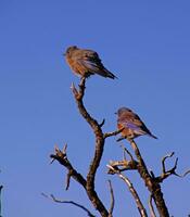 western blauwe vogel paring paar- foto