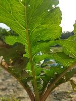 Groenen zijn hoog in voedingsstoffen. het bevat divers mineralen Leuk vinden ijzer, calcium, fosfor, foliumzuur zuur en een veel van vitamine c. radijs bevatten een veel van vezel welke vermindert constipatie en houdt foto