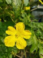 jinge bloem kazi nazrul Islam als u ooit Gaan naar landelijk Bengalen, u zullen zien zo mooi geel jinge bloemen in de werf van veel boeren huizen. het looks heel mooi en lief. nationaal dichter.. foto