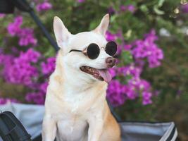 gelukkig bruin kort haar- chihuahua hond vervelend zonnebril, staand in huisdier wandelwagen in de park met Purper bloemen achtergrond. op zoek zijwaarts nieuwsgierig. foto