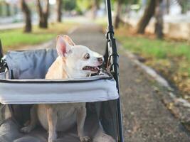 gelukkig bruin kort haar- chihuahua hond zittend in huisdier wandelwagen in de park. op zoek nieuwsgierig. foto