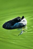 koet, klein zwart waden vogel met wit bek Aan een meer, fulica atra foto