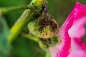 de firebug is een rood insect met zwart vlekken, in tuinen, ze helpen elimineren tuin ongedierte, zijn essentieel voor de ecosysteem, pyrrhocoris apterus foto