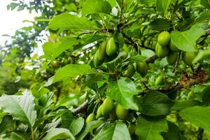 dichtbij omhoog van myrobalan Pruim groen Aan een oogst boom foto