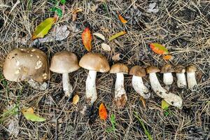 leccinum schurft Aan de grond paddestoel oogst. foto