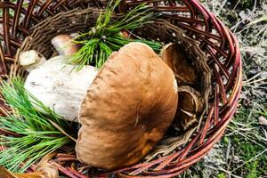 een groot boletus edulis paddestoel in een paddestoel kiezer mand. foto