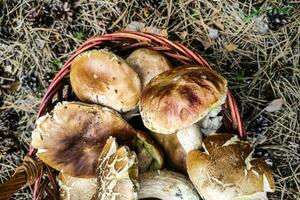 een groot boletus edulis paddestoel in een paddestoel kiezer mand. foto