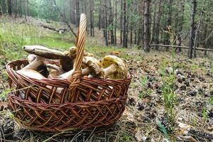 een groot boletus edulis paddestoel in een paddestoel kiezer mand. foto