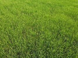 antenne fotografie van de weelderig groen rijst- velden. foto