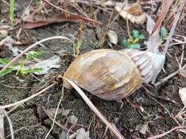 slak schelpen of lissachatina fulica zijn land- slakken behoren naar de achatinidae familie. foto