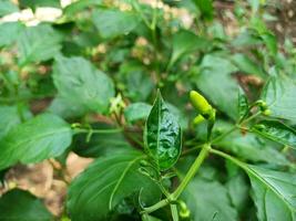 de mooi Chili bloemen paprika frutescens zijn nog steeds Gesloten. Chili bloemen in de tuin. foto