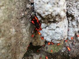 rood insecten, insecten met de wetenschappelijk naam pyrrhocoridae. foto