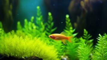 ai gegenereerd oranje vis zwemt in groen plantaardig gevuld aquarium. generatief ai foto